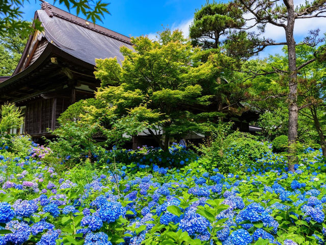 雲昌寺隱世繡球花花海
