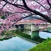 【伊豆・河津町】河津桜