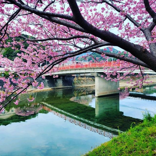 【伊豆・河津町】河津桜