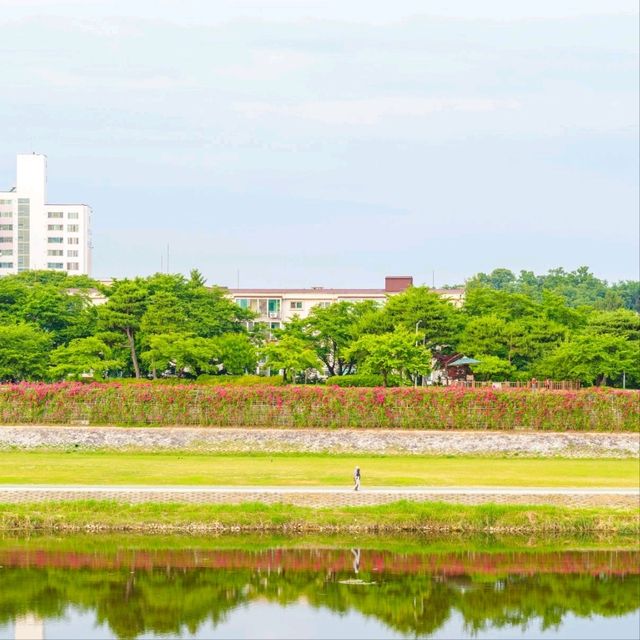 숨겨진 장미 스팟을 알려드려요