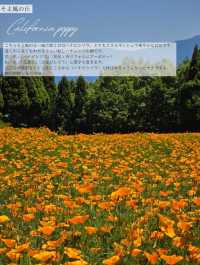 【大分/天国の花畑】天空に見たこともない美しい場所があった！！