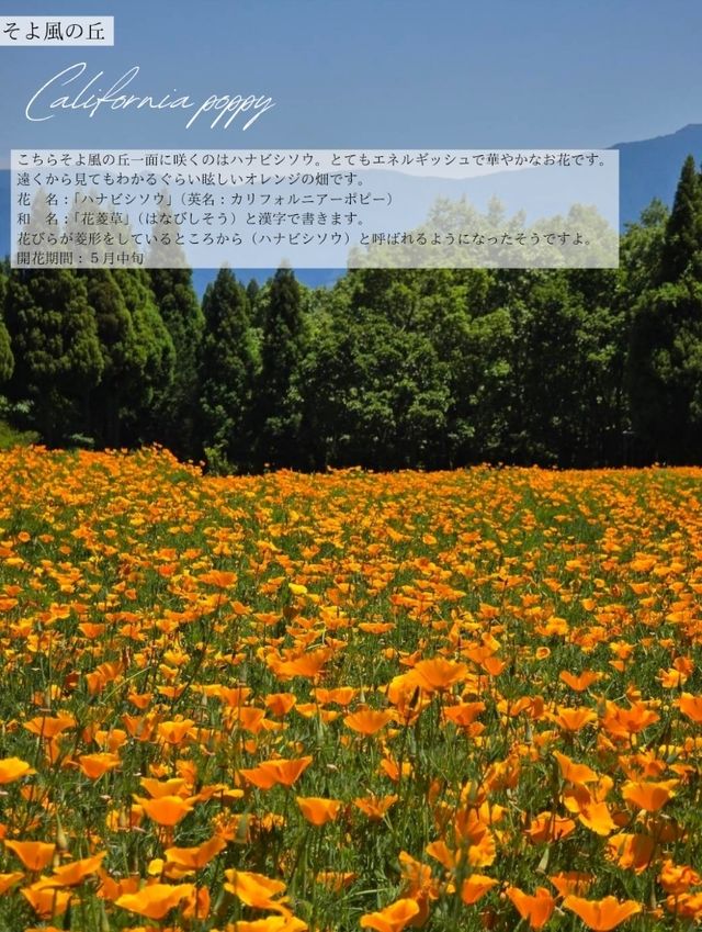 【大分/天国の花畑】天空に見たこともない美しい場所があった！！
