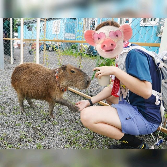 🥳宜蘭最新超萌動物農場🤪