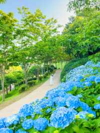 경상도 수국 모음💙💜 