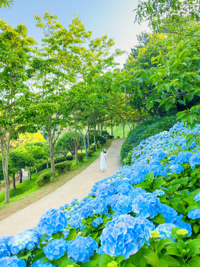 경상도 수국 모음💙💜 