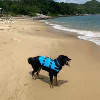 Lamma Island in HK is dog friendly 🐶🏖️