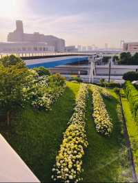 【お台場】階段横のもふもふ紫陽花は圧巻!!紫陽花好きには絶対に行ってほしい🤍