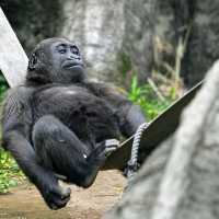 恩賜上野動物園