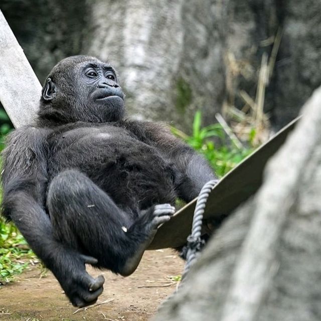 恩賜上野動物園