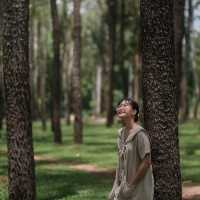 ร่มรื่น เขียวขจี “สวนสน แม่แตง เชียงใหม่” 