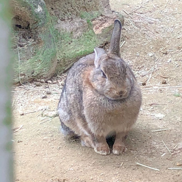 羊と触れ合える牧場🐏【兵庫/六甲】