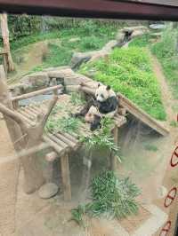 판다러버들 무조건 고! 에버랜드 판다월드🐼