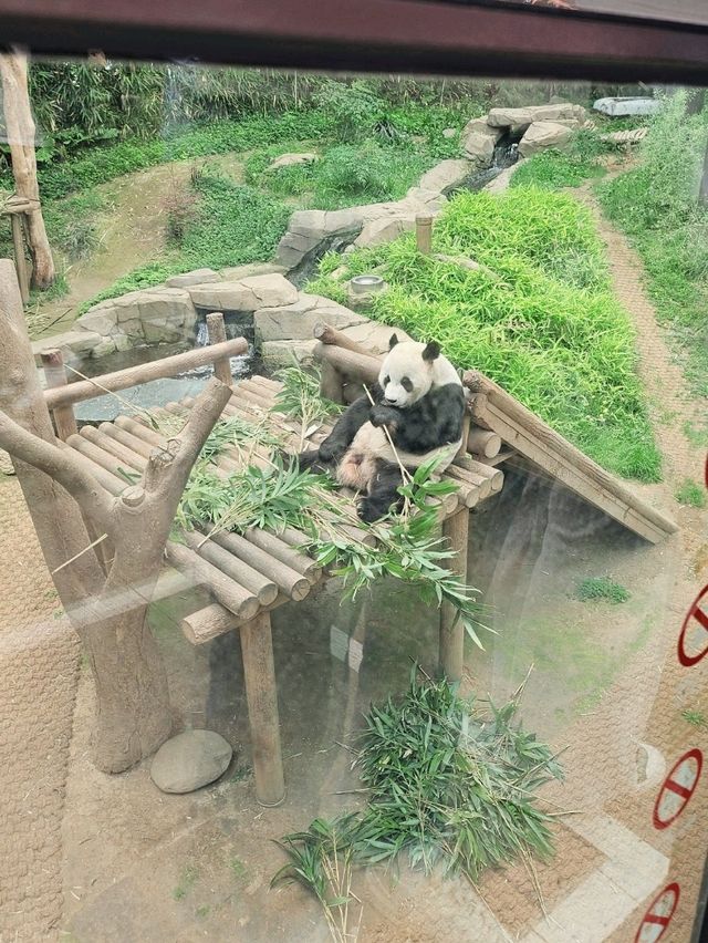 판다러버들 무조건 고! 에버랜드 판다월드🐼