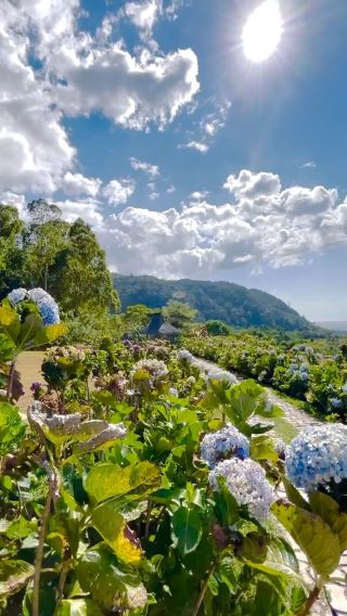 🌸 Ilaya Highland Resourt