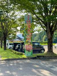 【福井 南越前町】美しいハスの花が咲き誇る「花はす公園」⛲️