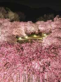 〜三重県鈴鹿市〜絶軽！200本の梅ライトアップ✨
