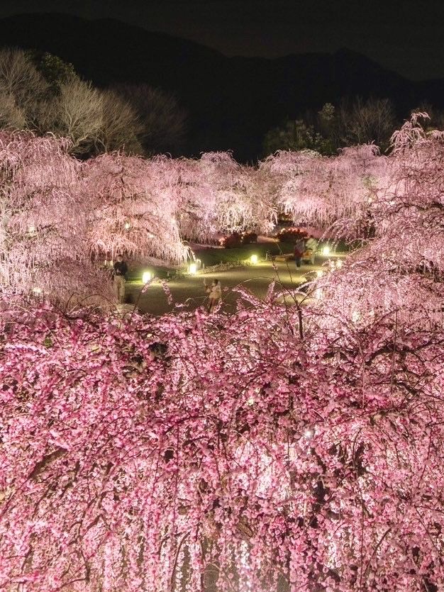 〜三重県鈴鹿市〜絶軽！200本の梅ライトアップ✨