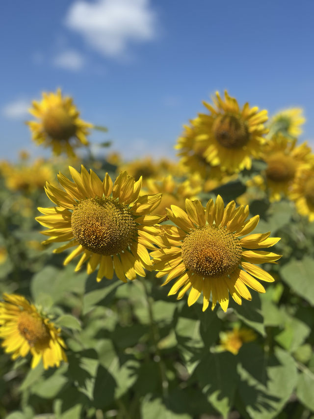 [滋賀]穴場・無料・絶景ひまわり×電車🌻🚃✨