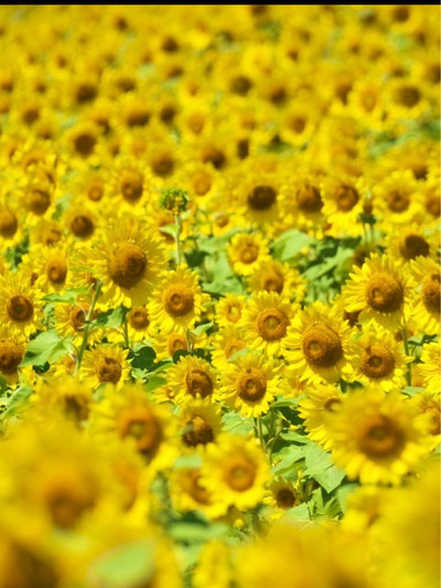 滋賀県〜ひまわり畑と近江電鉄日本の夏景色 | Trip.com 東近江