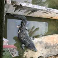 Teluk Sengat Crocodile Farm
