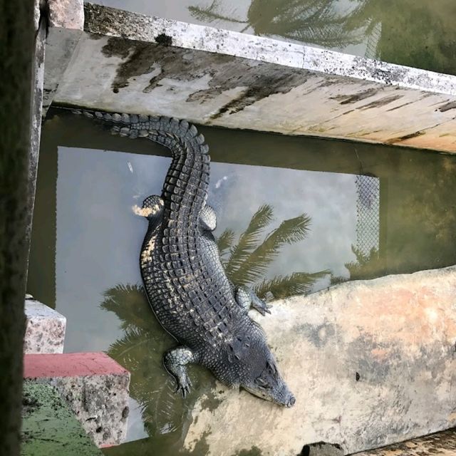 Teluk Sengat Crocodile Farm