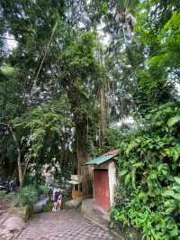 🇮🇩Campuhan Ridge Walk