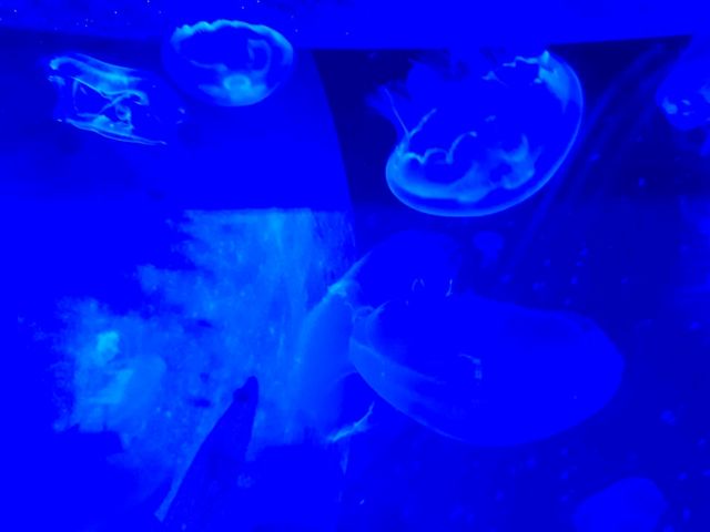 부산 여행 필수코스! : 🐠씨라이프부산아쿠아리움