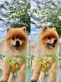 🐶พาน้องหมามานั่งชิลริมเลหาดแหลมเจริญกัน