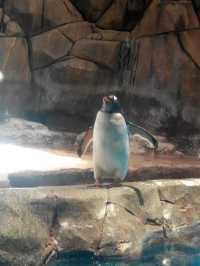 海洋公園熊貓小熊貓