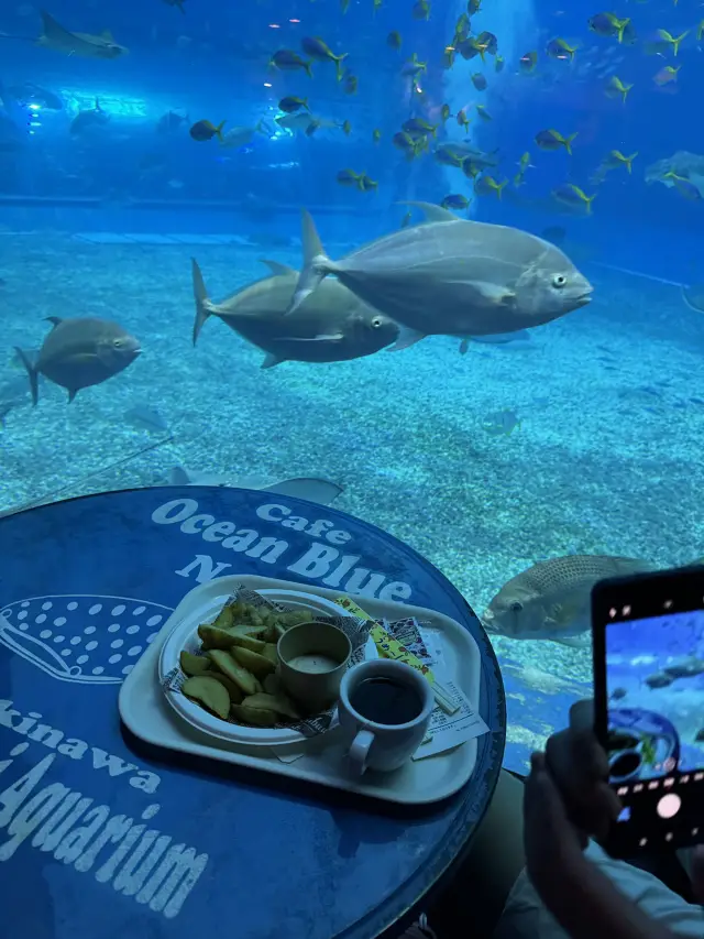 沖繩美麗海水族館遊玩攻略