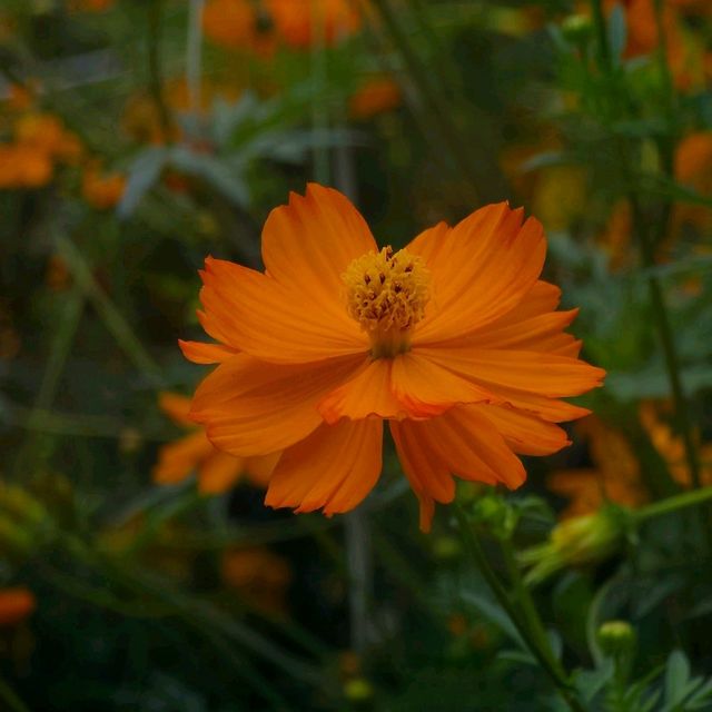 황화코스모스 막차 탑승🌼