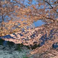 東京賞花地方🌸🌸🌸🌸🌸🌸