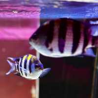 "Exploring Marine Wonders: A Visit to Pusat Ikan Hiasan Port Dickson"
