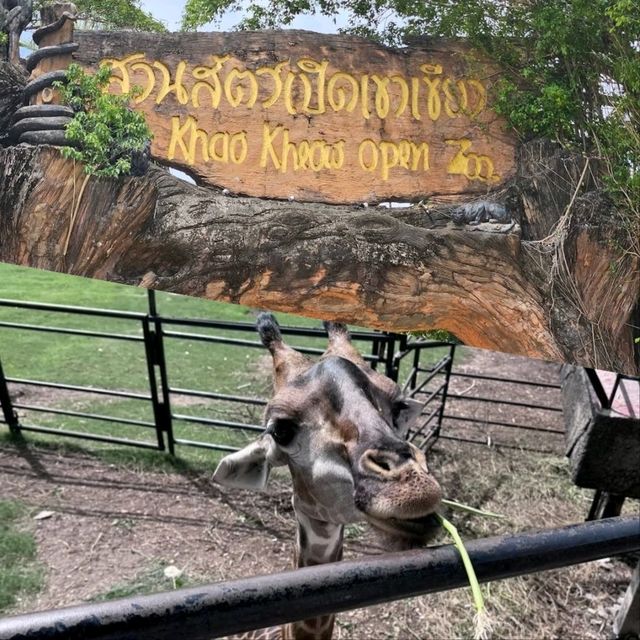 泰國動物園🦏🦒🦛🐘🦘🦥🦙🐅🐒🦓🦓