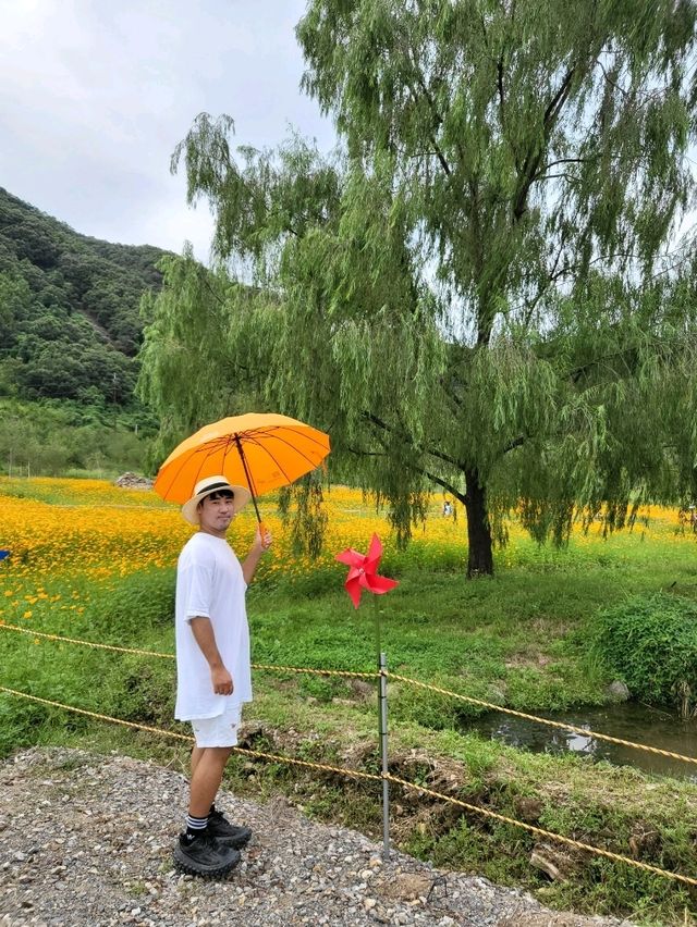 황화코스모스 가득핀 연천 재인폭포