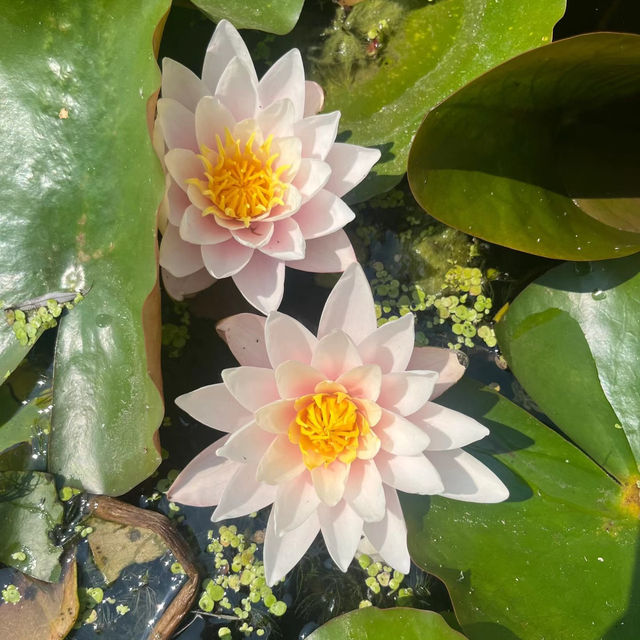 👑里士滿公園～自然之美🎩
