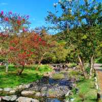 【京都】京都旅はここから始まる！名勝円山公園