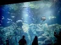 秋田必去景點：男鹿水族館GAO