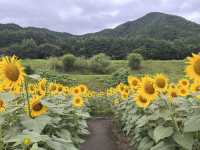国営アルプスあづみの公園@長野・安曇野🌻