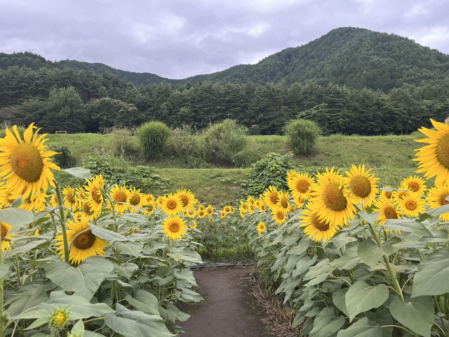国営アルプスあづみの公園@長野・安曇野🌻