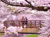 【愛知】春爛漫!!! ピンクの世界に飛び込もう🌸