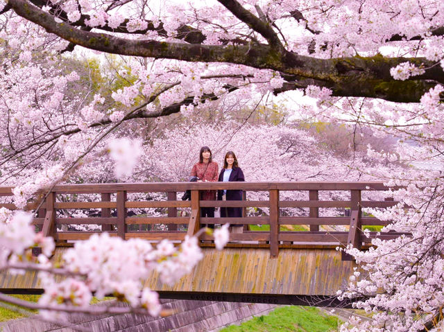 【愛知】春爛漫!!! ピンクの世界に飛び込もう🌸