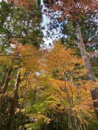 【宮城県･松島町】景色が素敵な円通院🍁