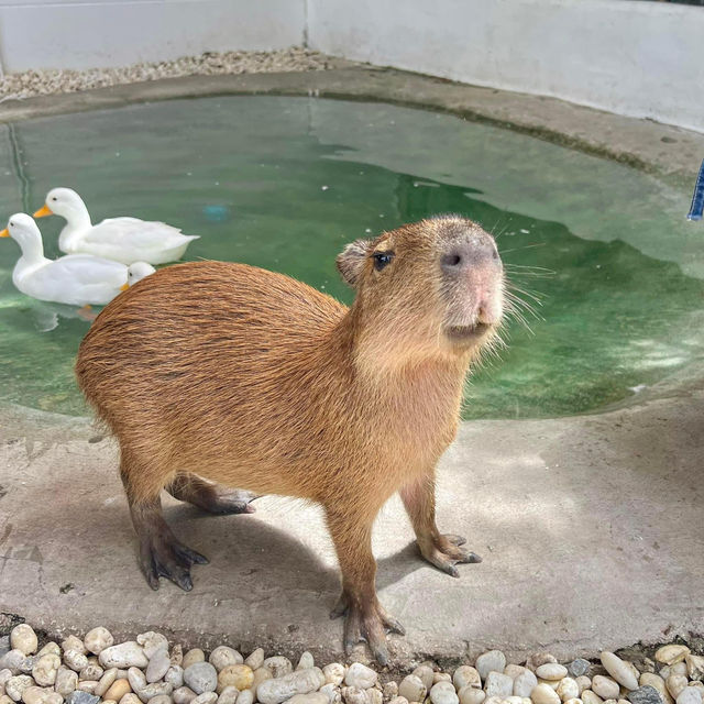  Little Zoo Garden Cafe