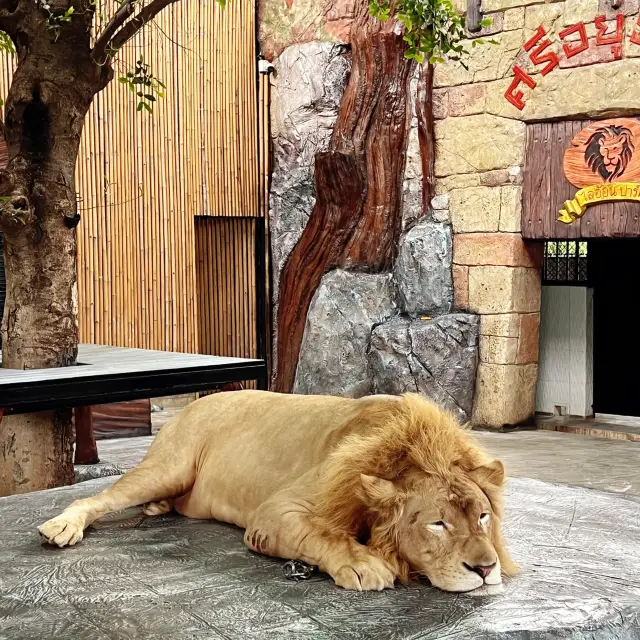 สวนสัตว์ Sriayuthaya Lion Park 