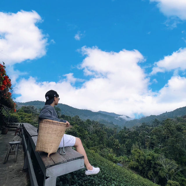 ไร่ชาลุงเดช