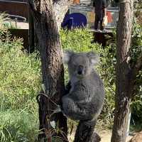 Beautiful Animals in Taronga Zoo!