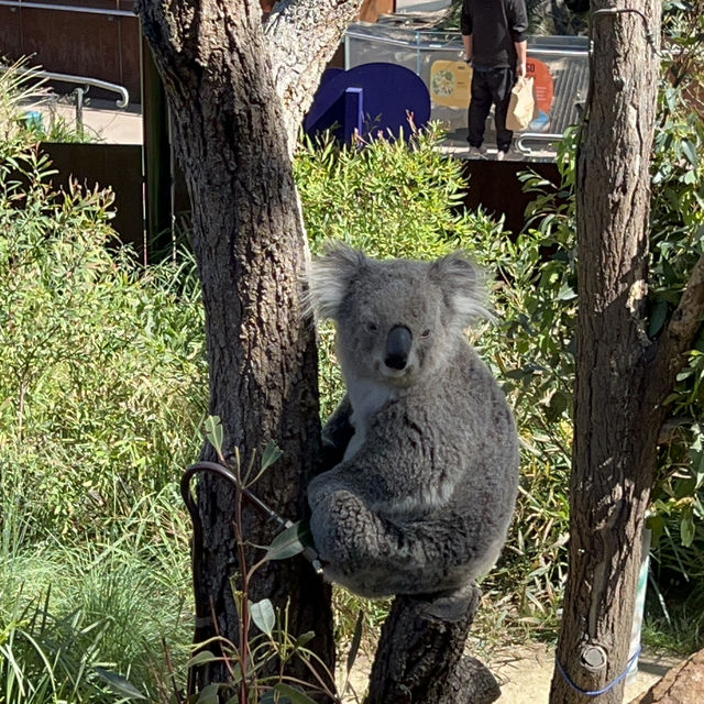 Beautiful Animals in Taronga Zoo!