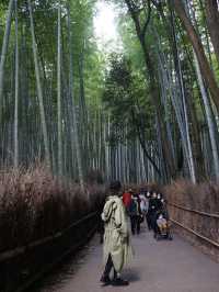 京都｜紅葉シーズンの嵯峨野・嵐山を巡る旅