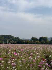 (실시간) 청주 근교에 생긴 어마무시한 코스모스 스팟🩷